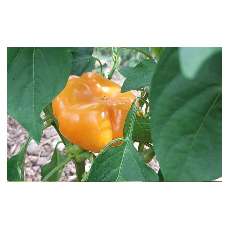 Poivron Mandarine semences bio