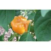 Poivron Mandarine semences bio