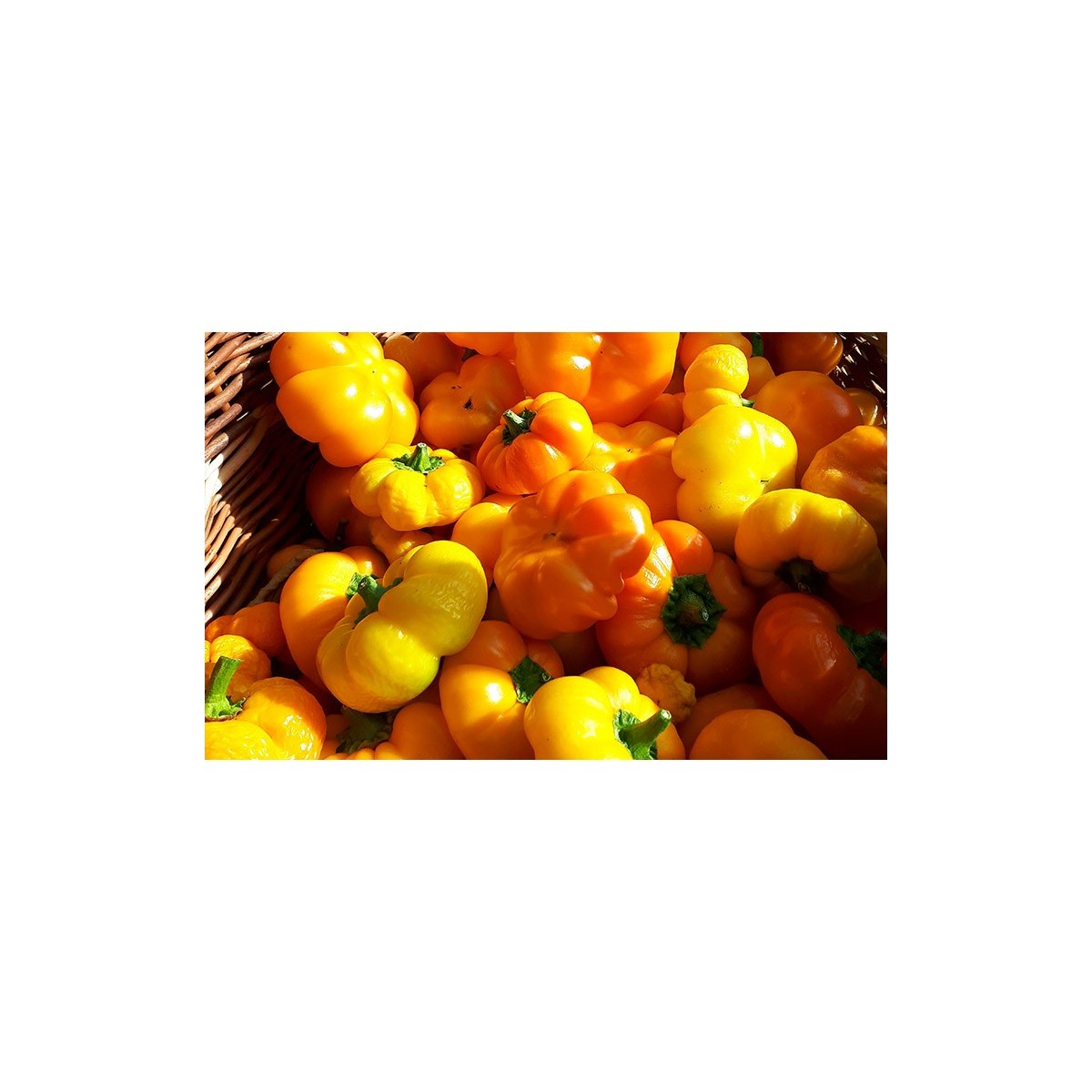 Poivron Mandarine semences bio