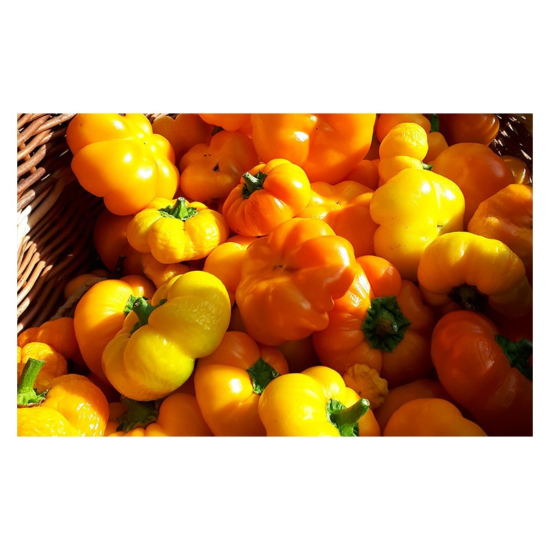 Poivron Mandarine semences bio