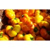 Poivron Mandarine semences bio