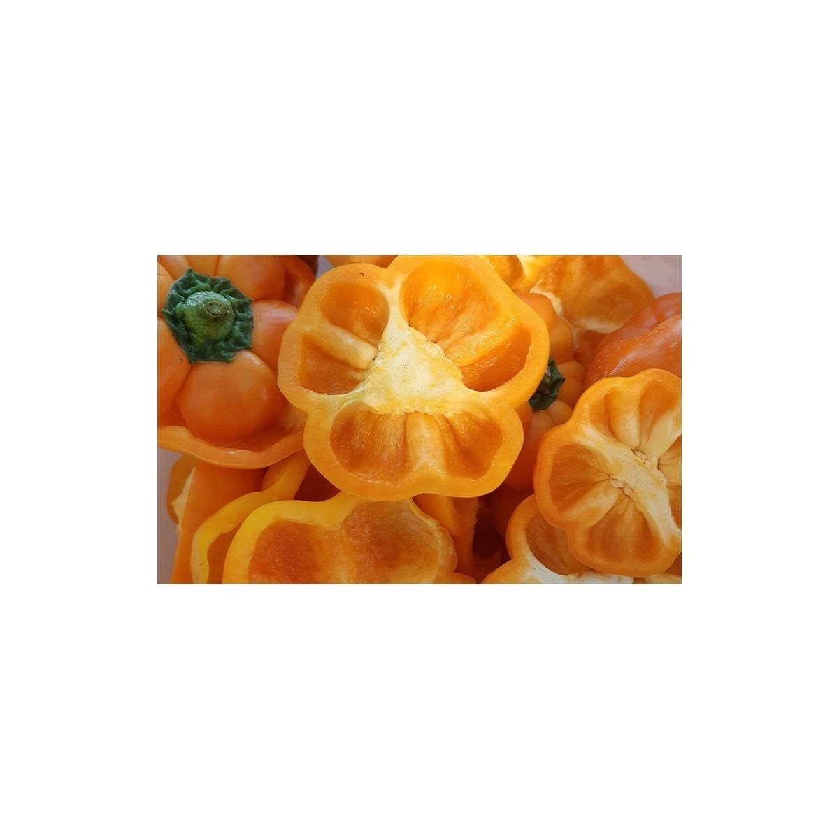 Poivron Mandarine semences bio