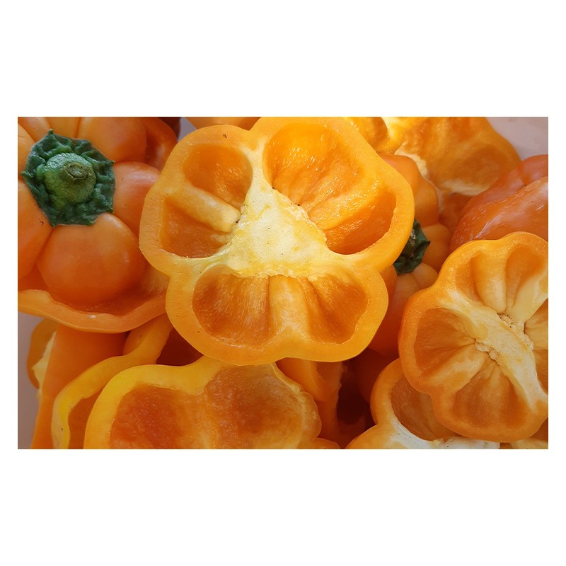 Poivron Mandarine semences bio