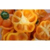 Poivron Mandarine semences bio