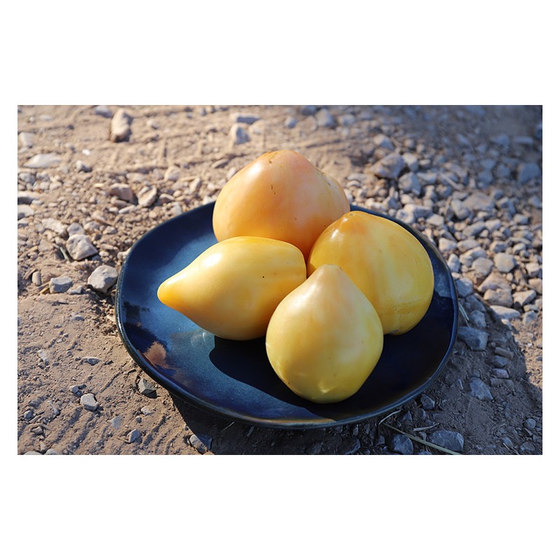 Tomate cœur de bœuf bœuf Blanc .Semences biologiques.