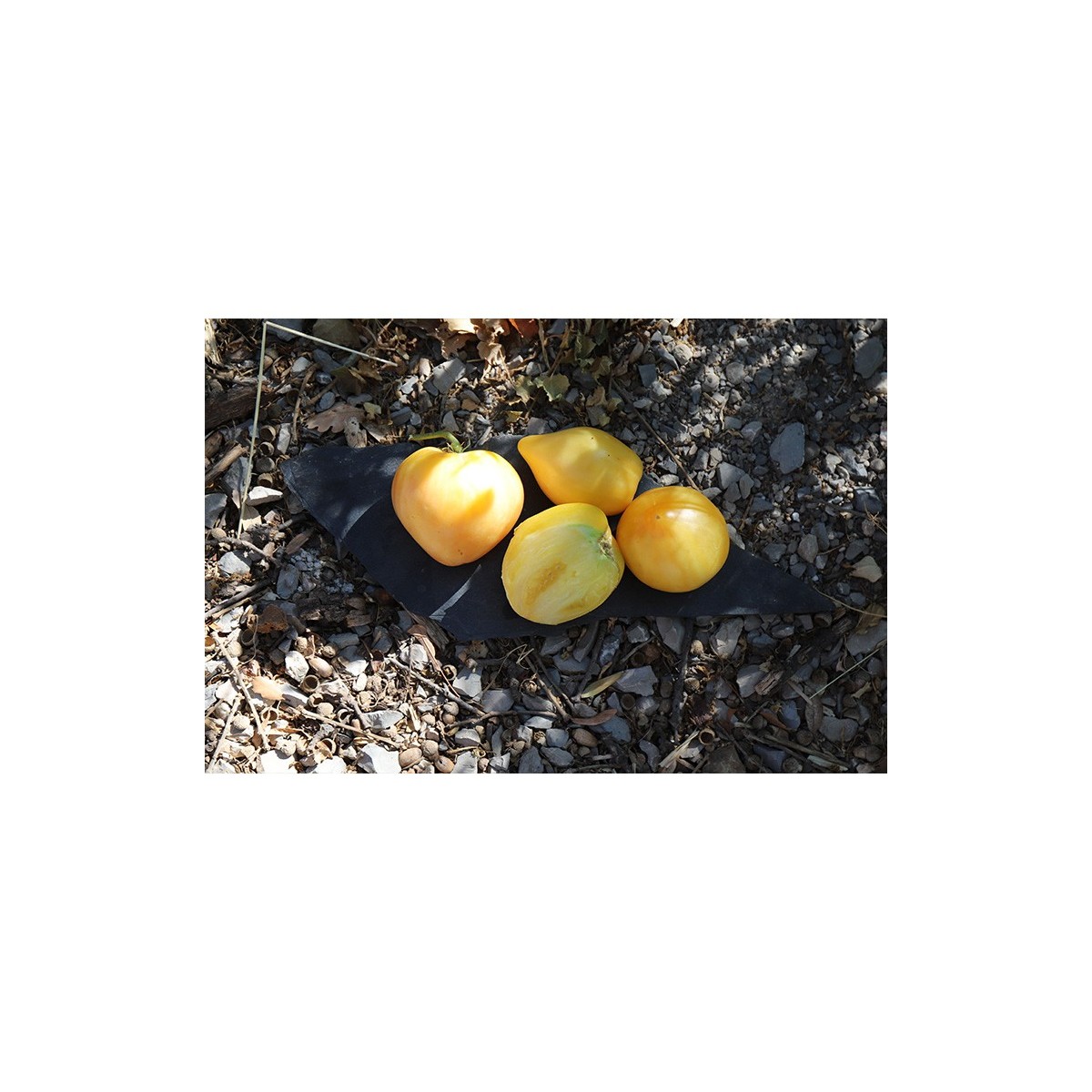 Tomate cœur de bœuf bœuf Blanc .Semences biologiques.