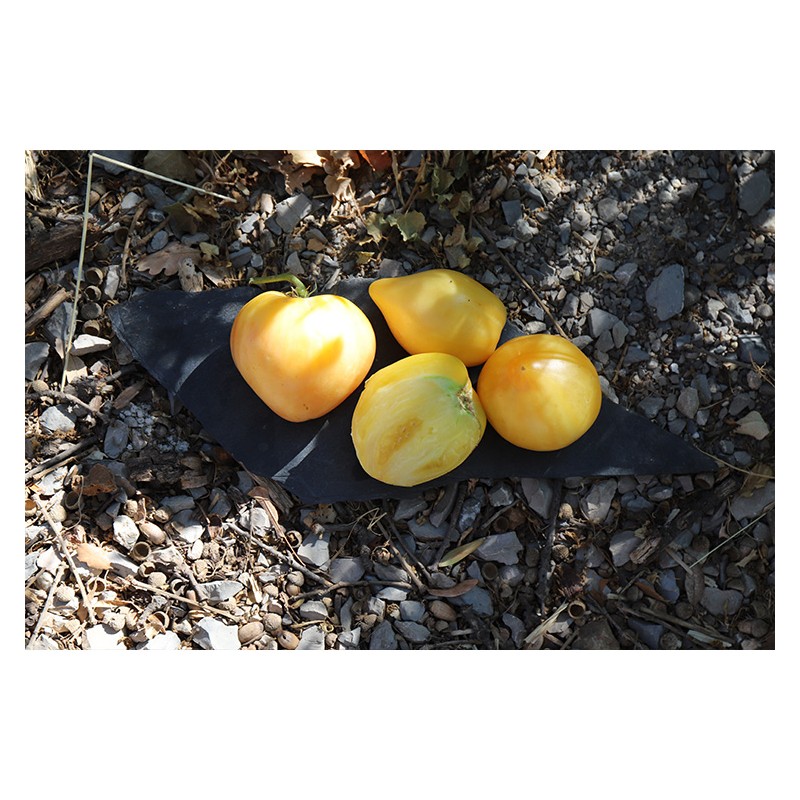 Tomate cœur de bœuf bœuf Blanc .Semences biologiques.
