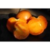 Tomate Cœur de Bœuf  Orange