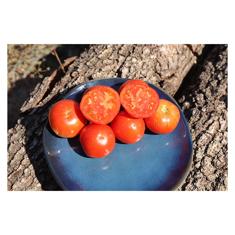 Tomate Languedocienne variété ancienne précoce graines bio