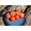 Tomate Languedocienne variété ancienne précoce graines bio