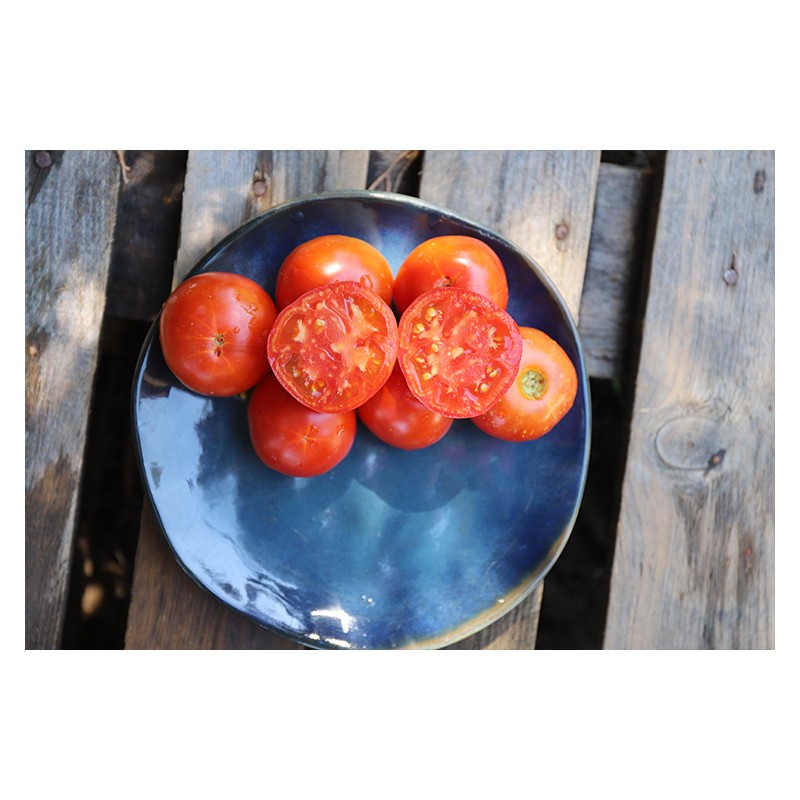 Tomate Languedocienne variété ancienne précoce graines bio