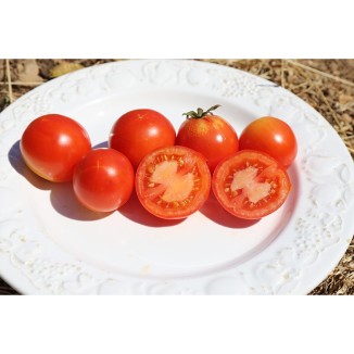 Tomate Merveille des Marchés