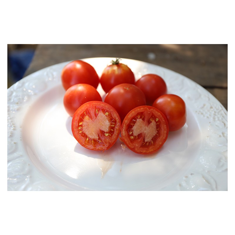 Semences de tomate ancienne Merveille des Marchés