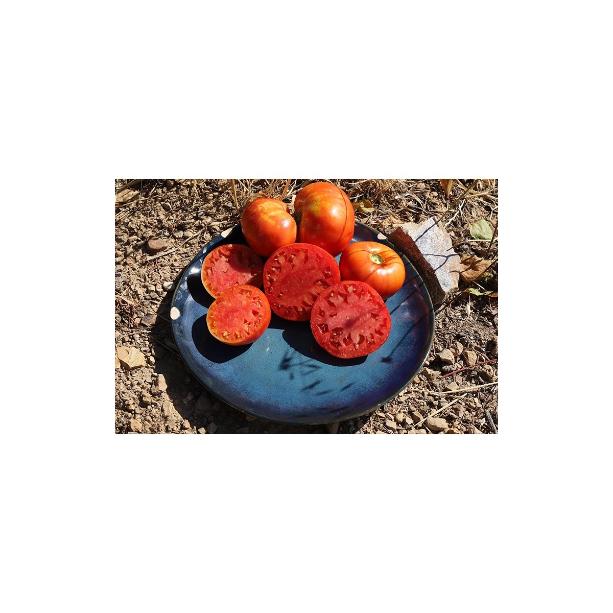 Tomate Corse