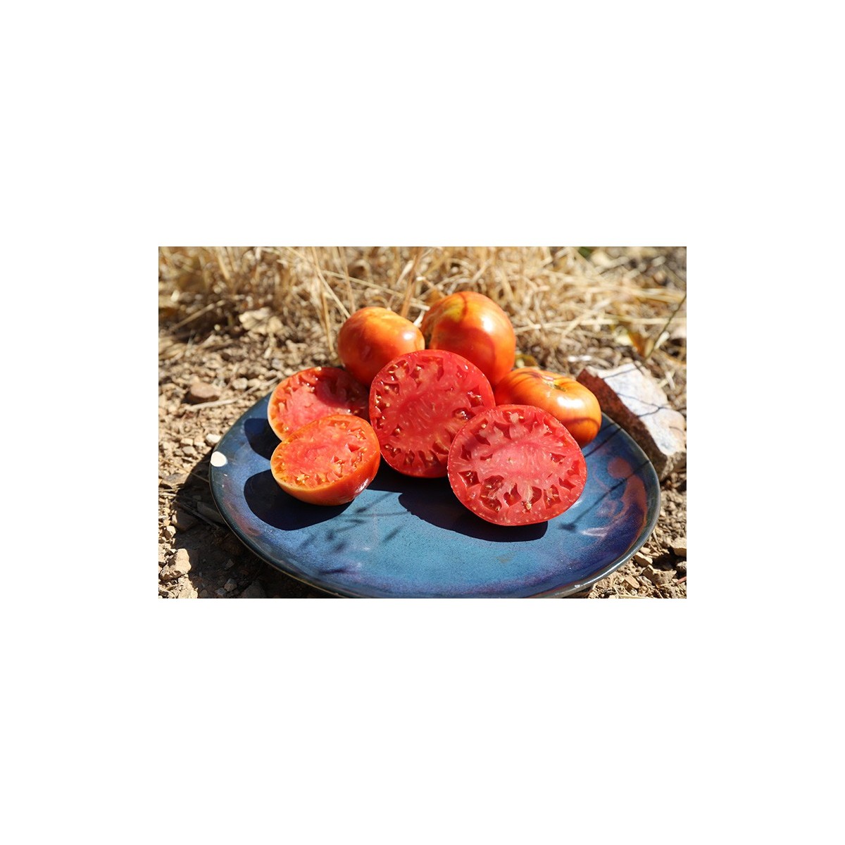 Tomate Corse variété ancienne graines bio Pascal Poot