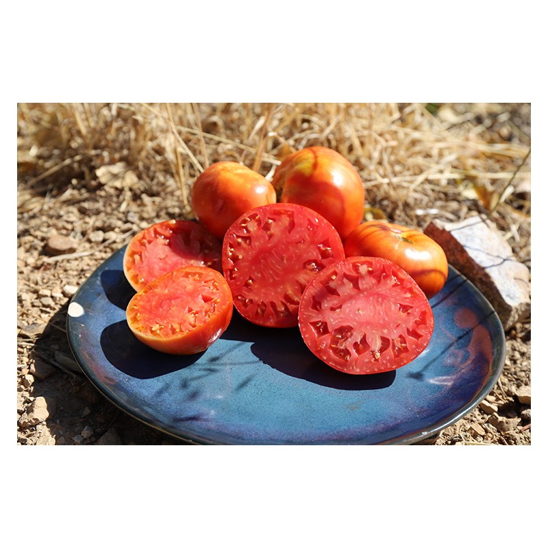 Tomate Corse variété ancienne graines bio Pascal Poot