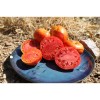 Tomate Corse variété ancienne graines bio Pascal Poot