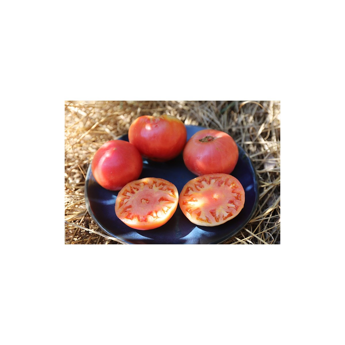 Tomate Géante d'Orenbourg graines bio reproductibles