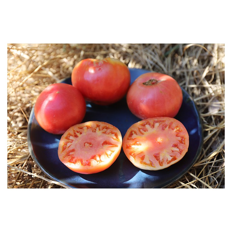 Tomate Géante d'Orenbourg graines bio reproductibles