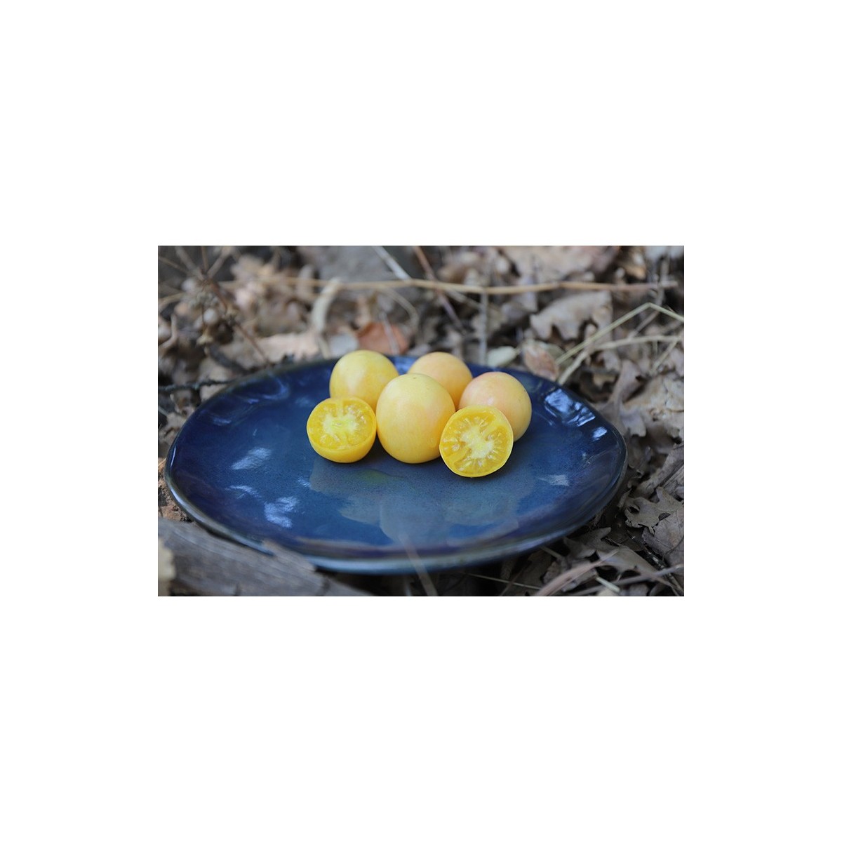 Semences de tomate Pêche Blanche fruit d'une grande beauté