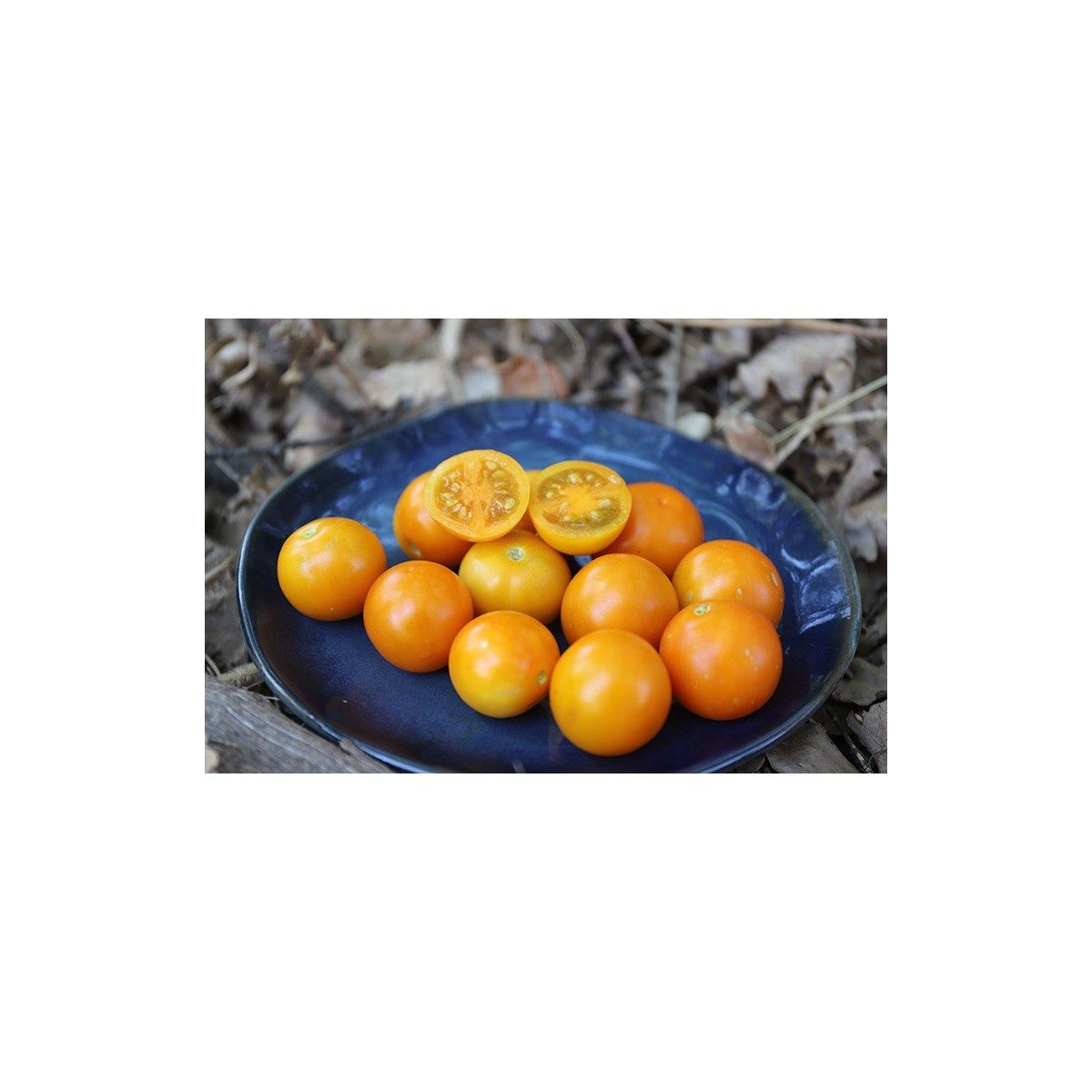Tomate Abricot
