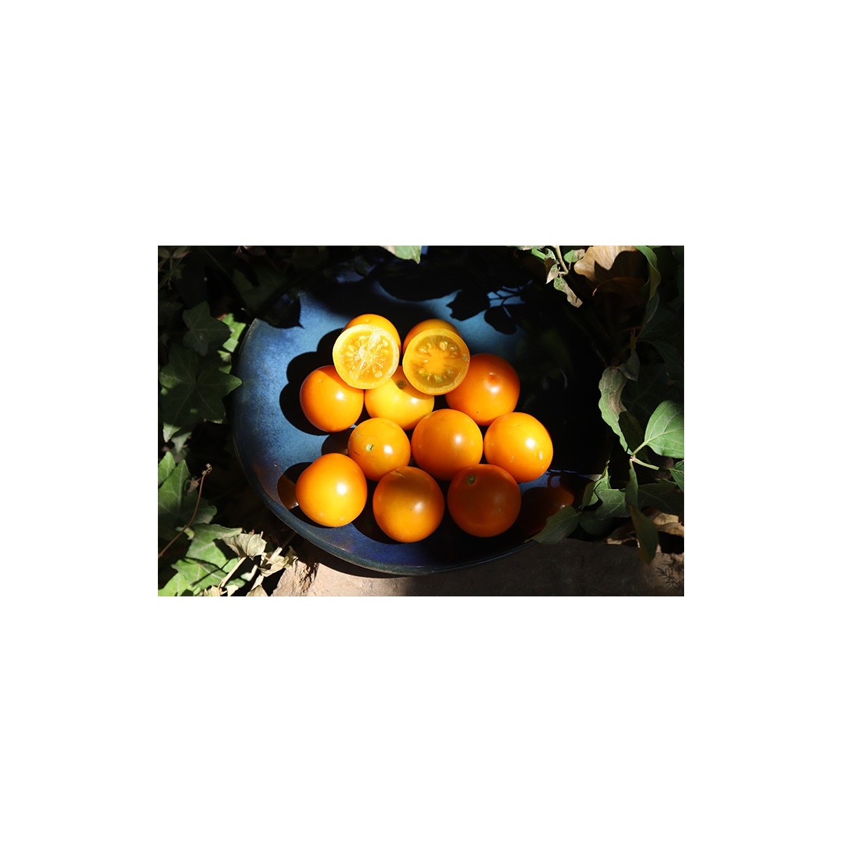 Tomate Abricot semences biologiques