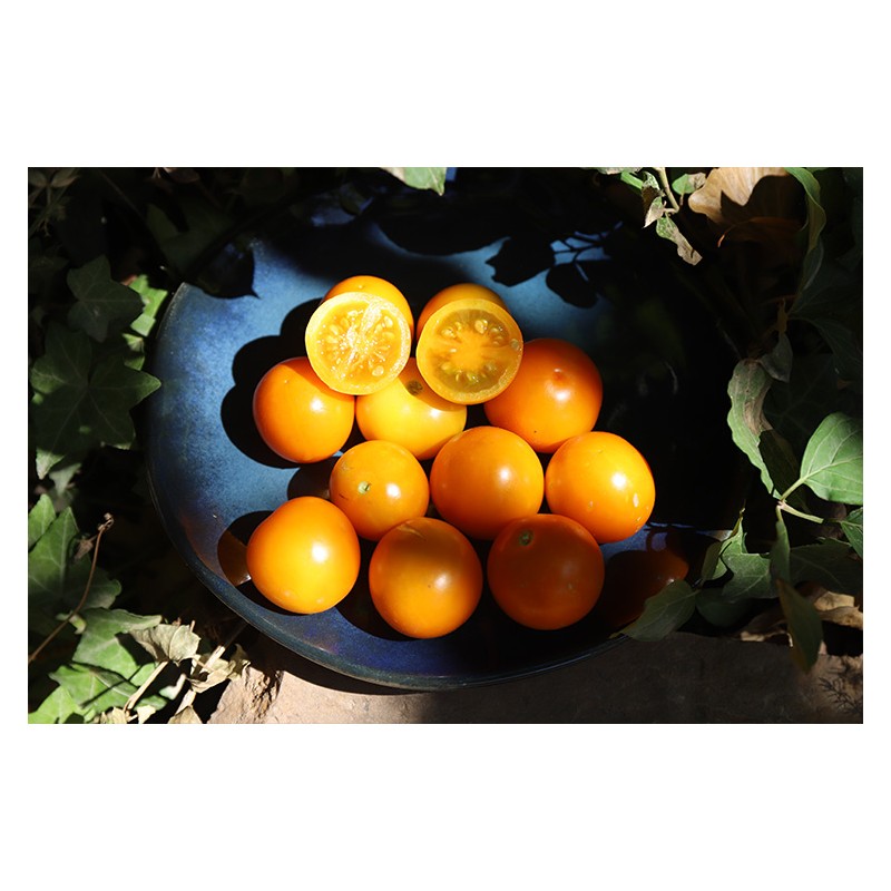 Tomate Abricot semences biologiques