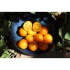 Tomate Abricot semences biologiques