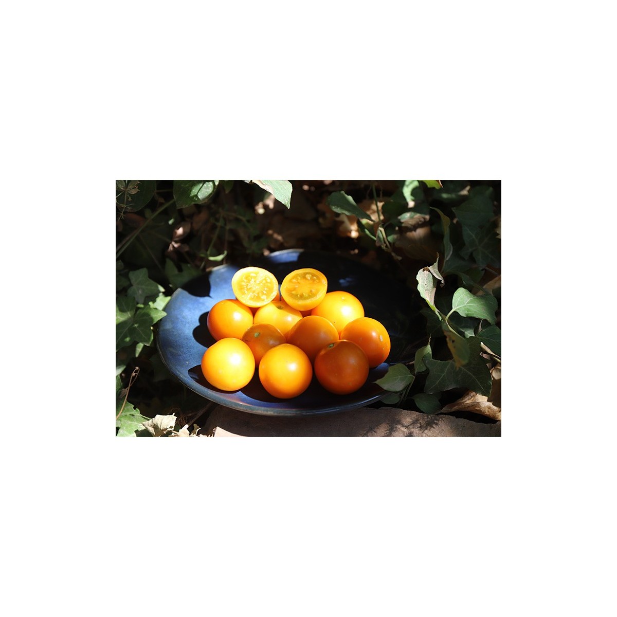 Tomate Abricot semences biologiques