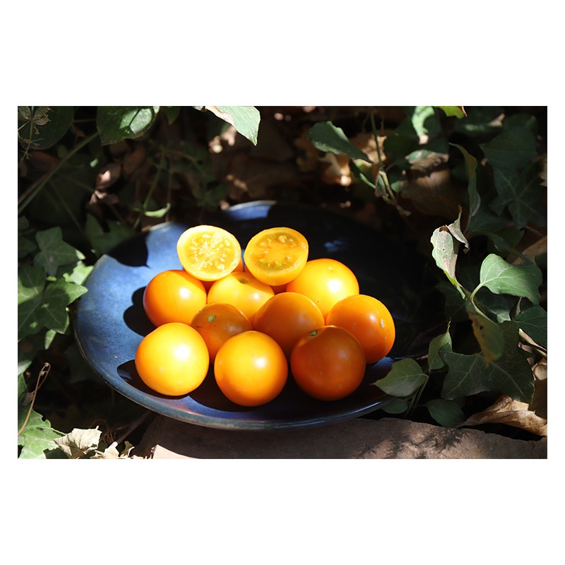 Tomate Abricot semences biologiques