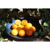 Tomate Abricot semences biologiques
