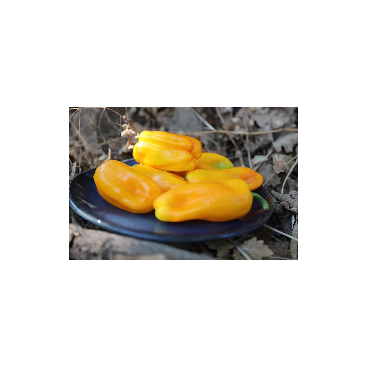 Poivron Oro