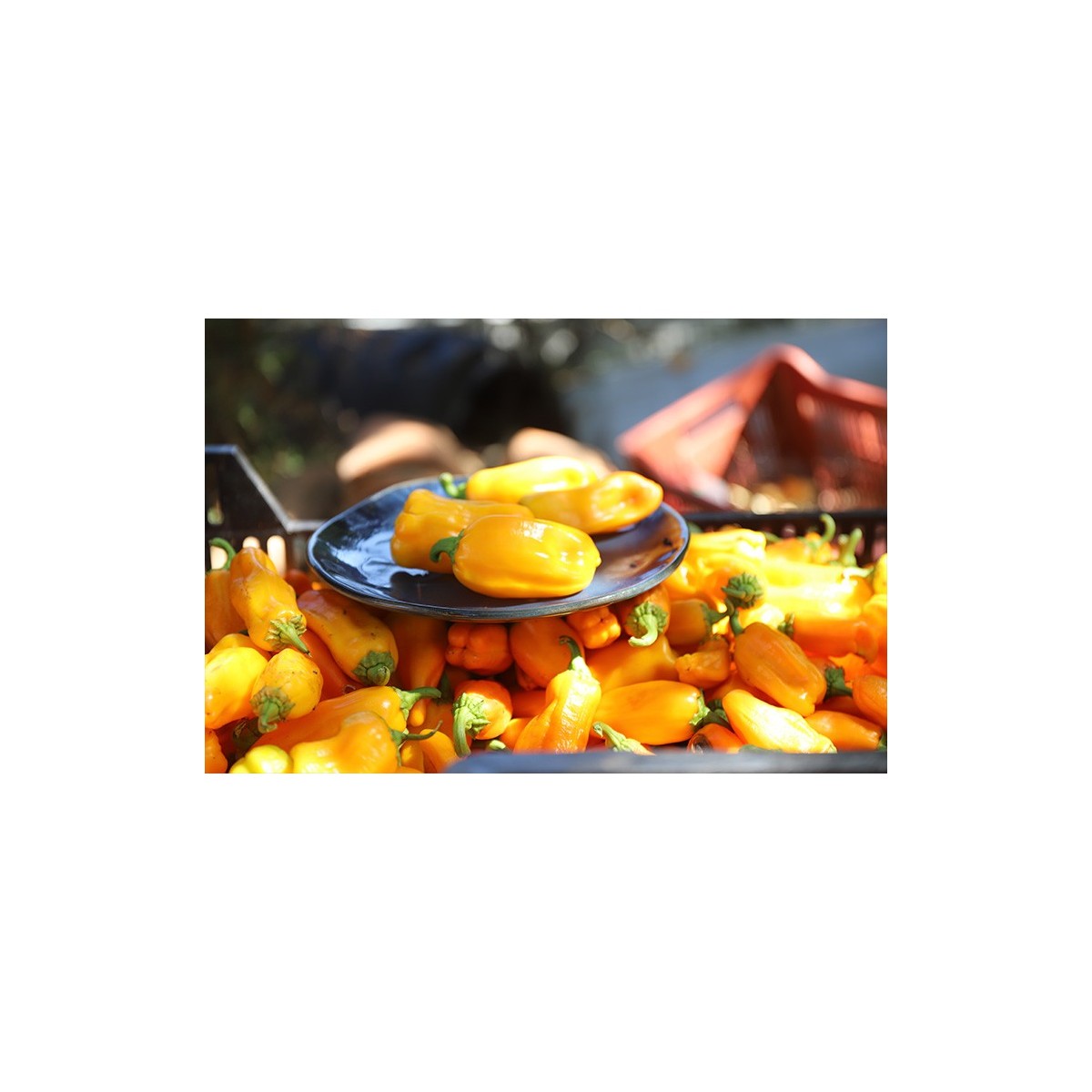 Graines bio de Poivron Oro : variété ancienne savoureuse et colorée