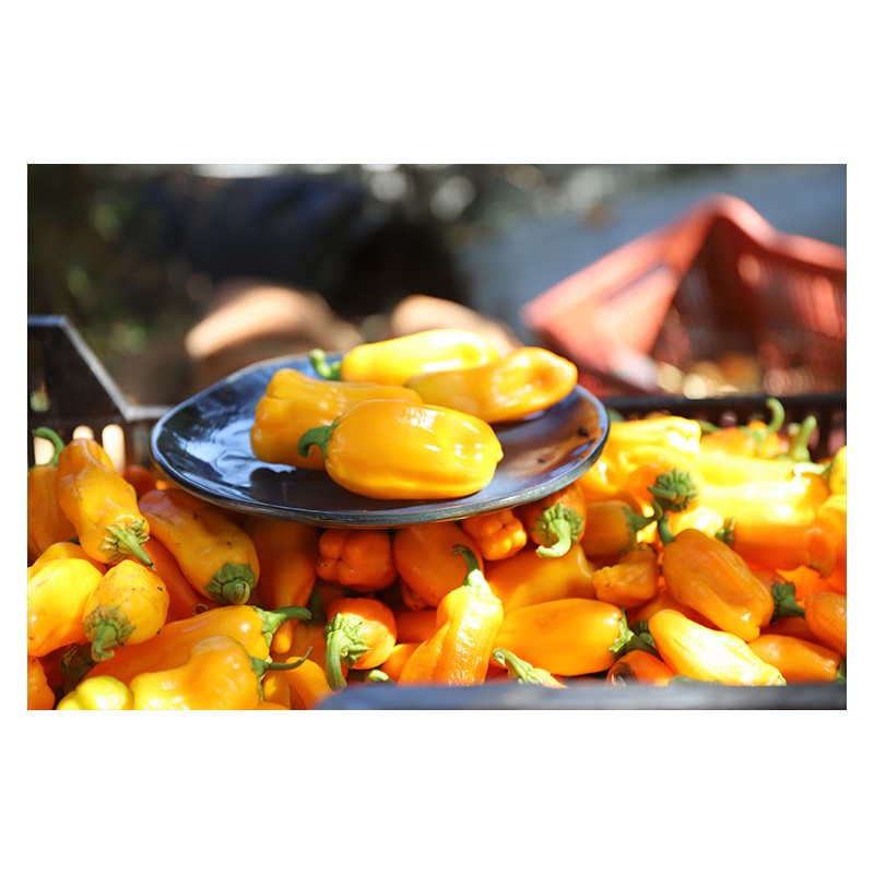 Graines bio de Poivron Oro : variété ancienne savoureuse et colorée