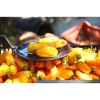 Graines bio de Poivron Oro : variété ancienne savoureuse et colorée