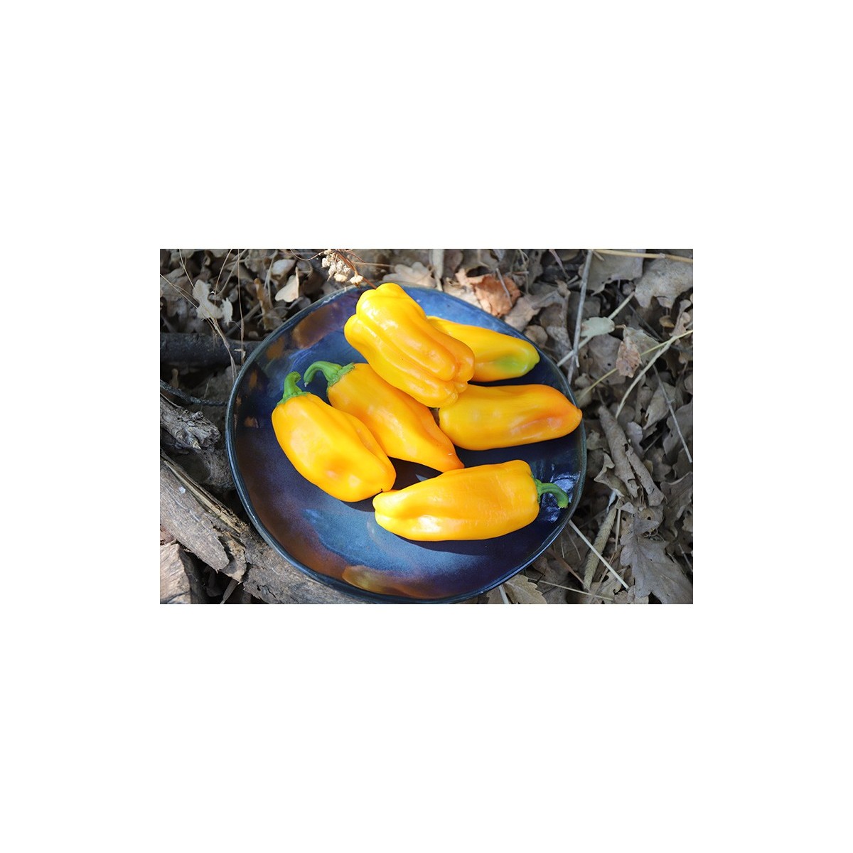 Graines bio de Poivron Oro : variété ancienne savoureuse et colorée