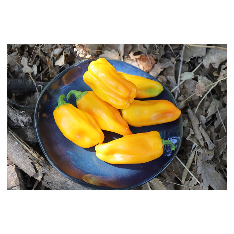Graines bio de Poivron Oro : variété ancienne savoureuse et colorée