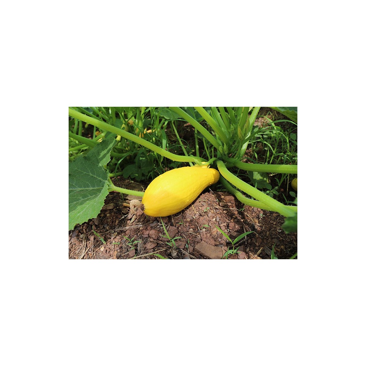 Courgette jaune excellente variété