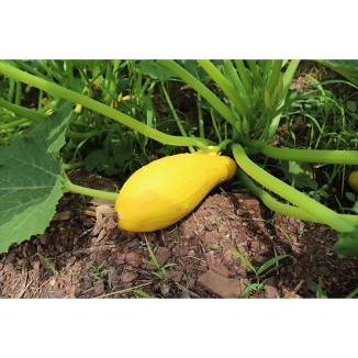 Courgette jaune excellente variété