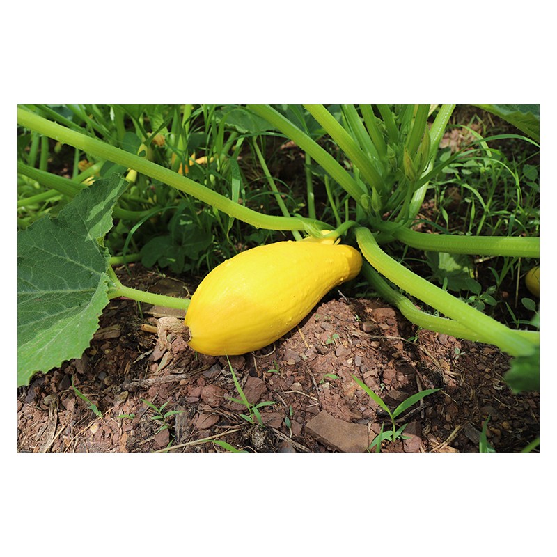 Courgette jaune excellente variété