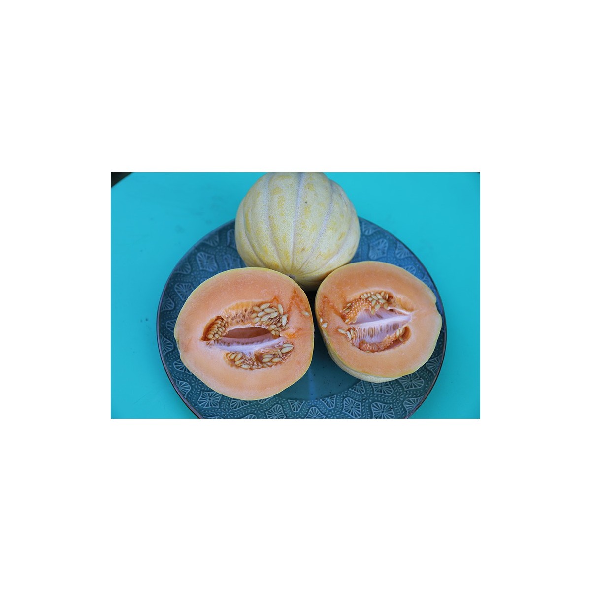 Semences de Melon Bellegarde un vrai délice !