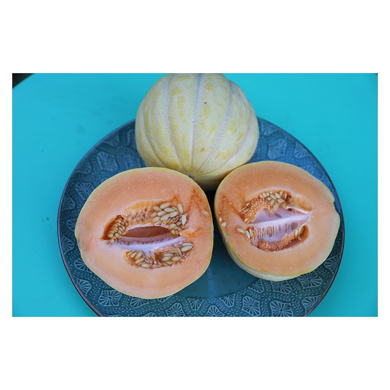 Semences de Melon Bellegarde un vrai délice !