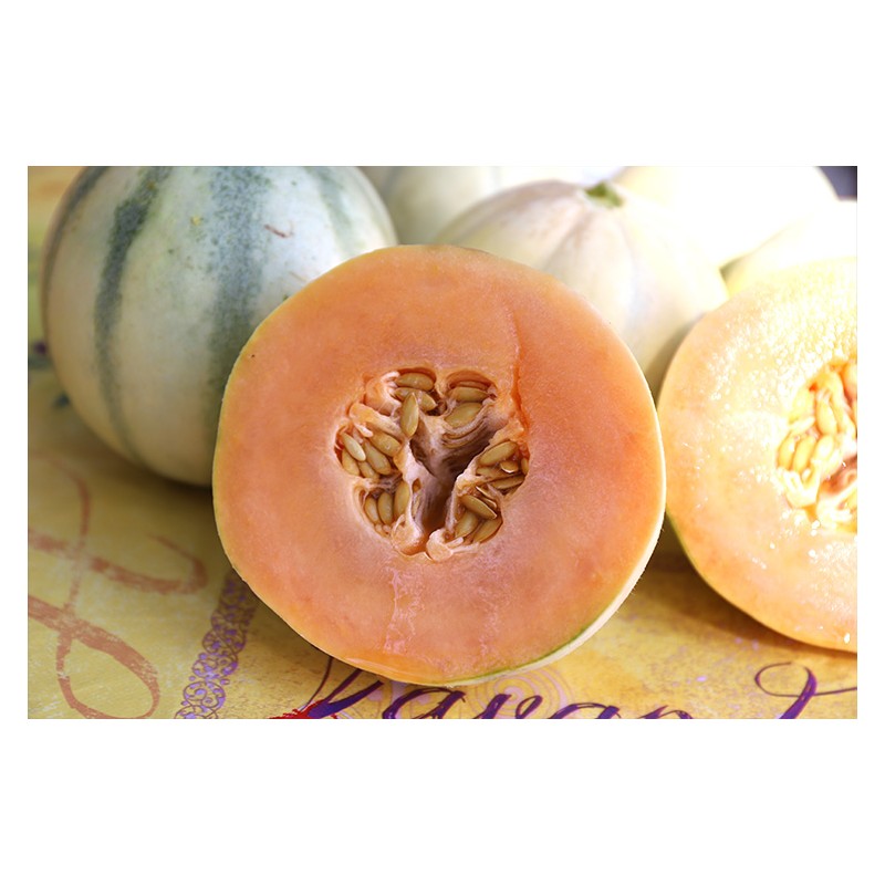 Melon Cantaloup Diamex semences bio