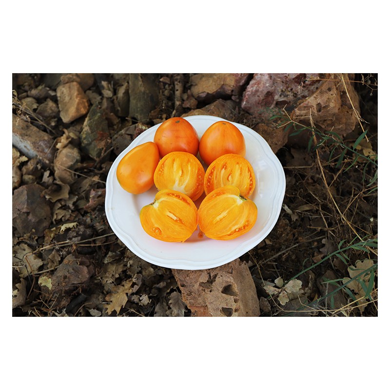 Tomate cœur de bœuf Orange .Semences biologiques vente en ligne