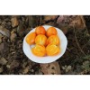 Tomate cœur de bœuf Orange .Semences biologiques vente en ligne