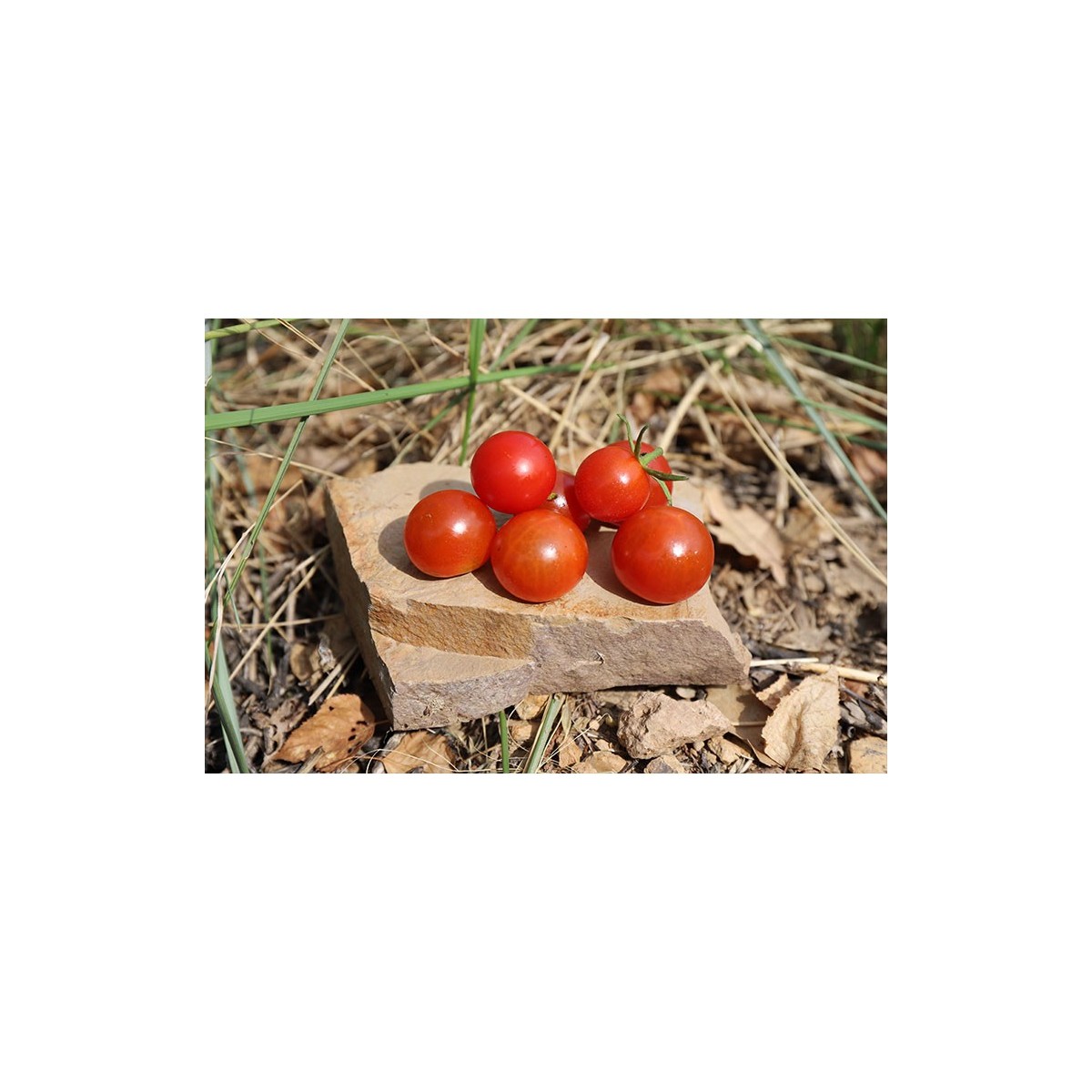 Tomate Cerise Montplaisir