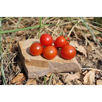 Tomate Cerise Montplaisir