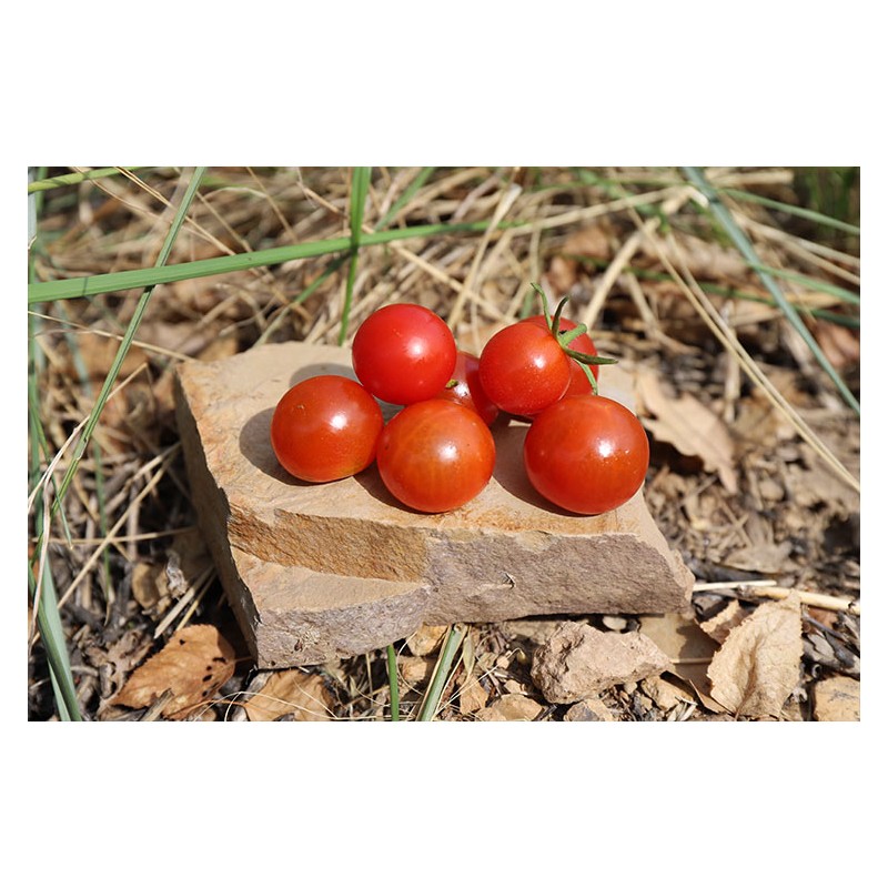 Tomate cerise  SEMI - GRAINE