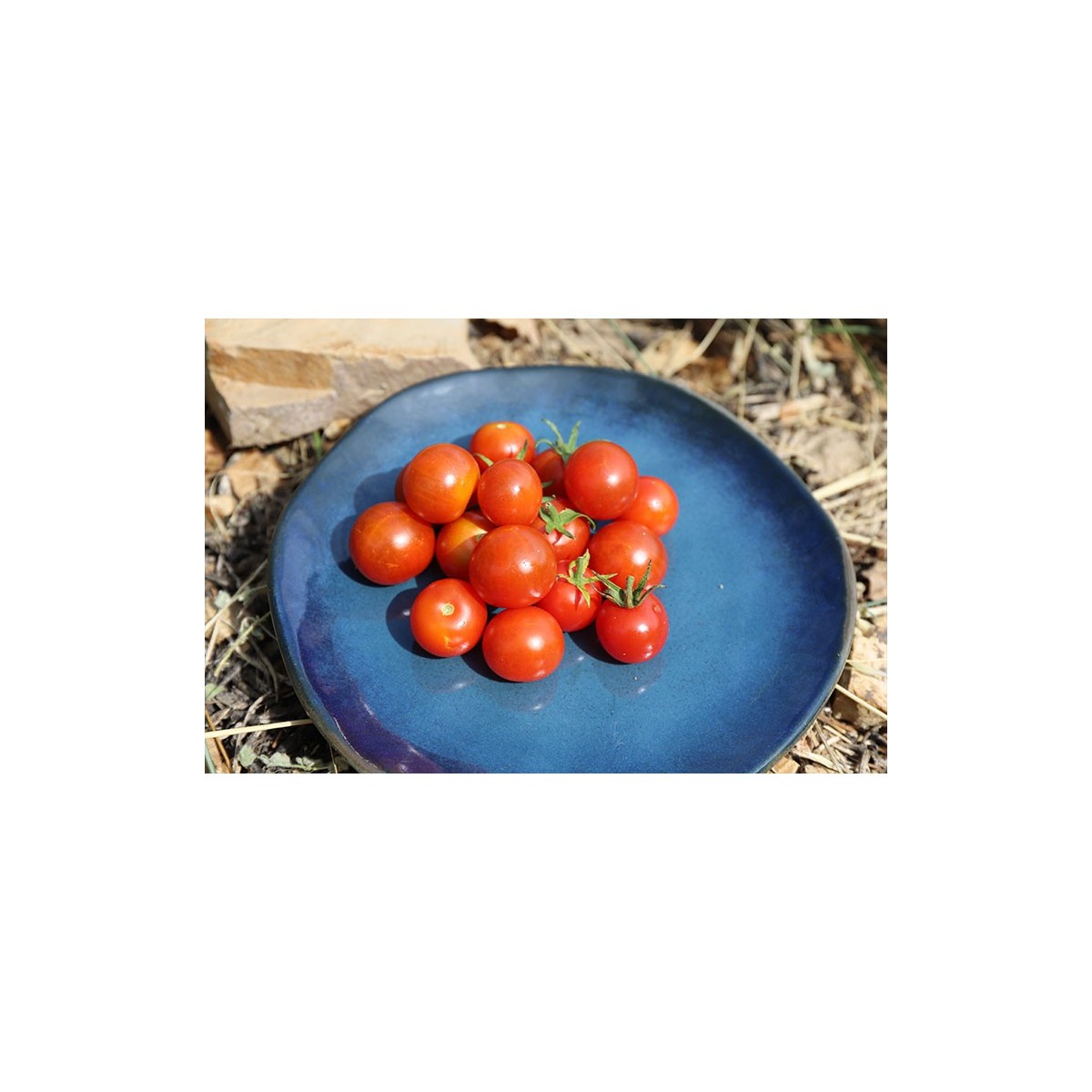 Semences de tomates cerises Montplaisir petit fruit rouge