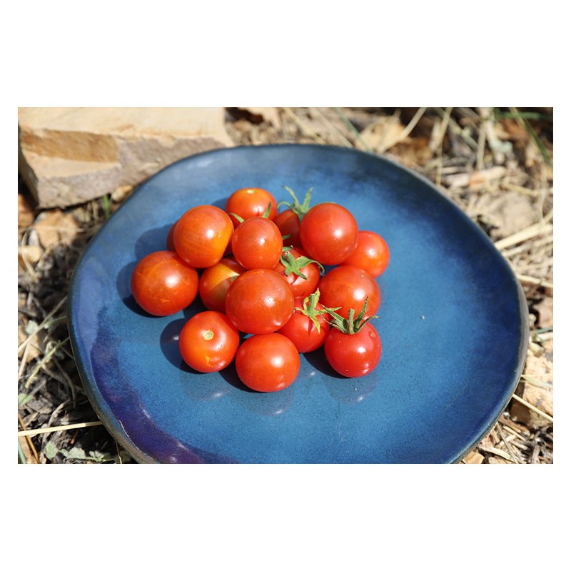 Semences de tomates cerises Montplaisir petit fruit rouge